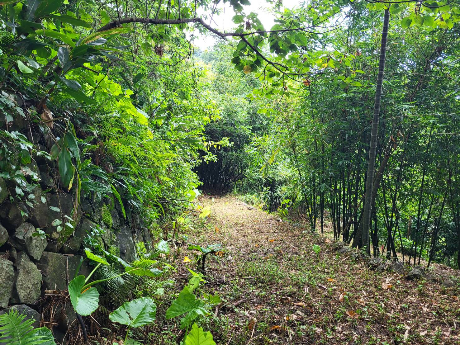 近士林故宮 至善路農地