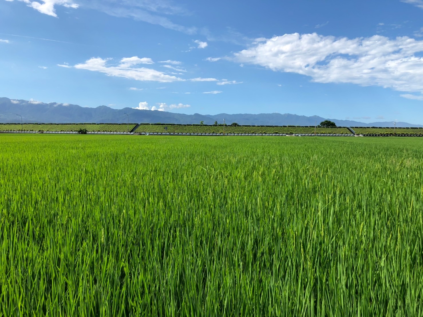 ★ 宜蘭河右岸堤防農地 ★