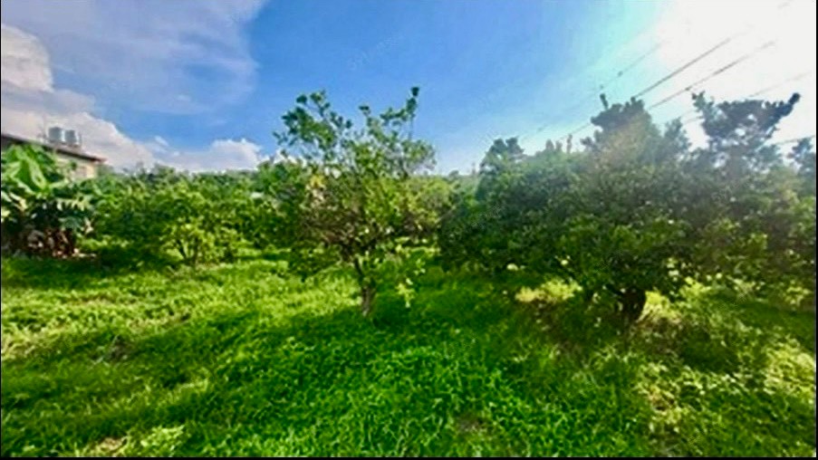 頭份流東里平坦橘子園