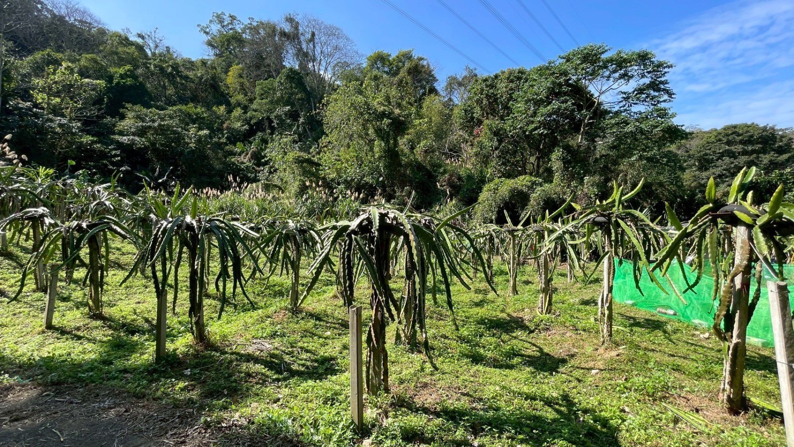 峨嵋赤柯山平坦火龍果園