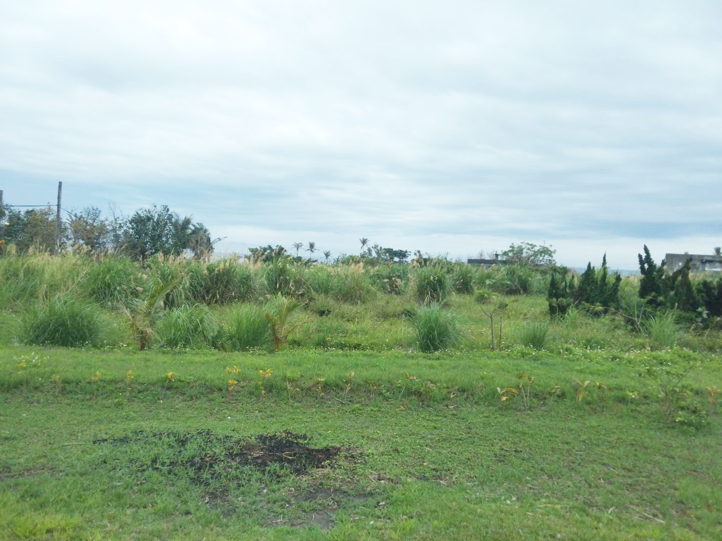 台東成功美農地