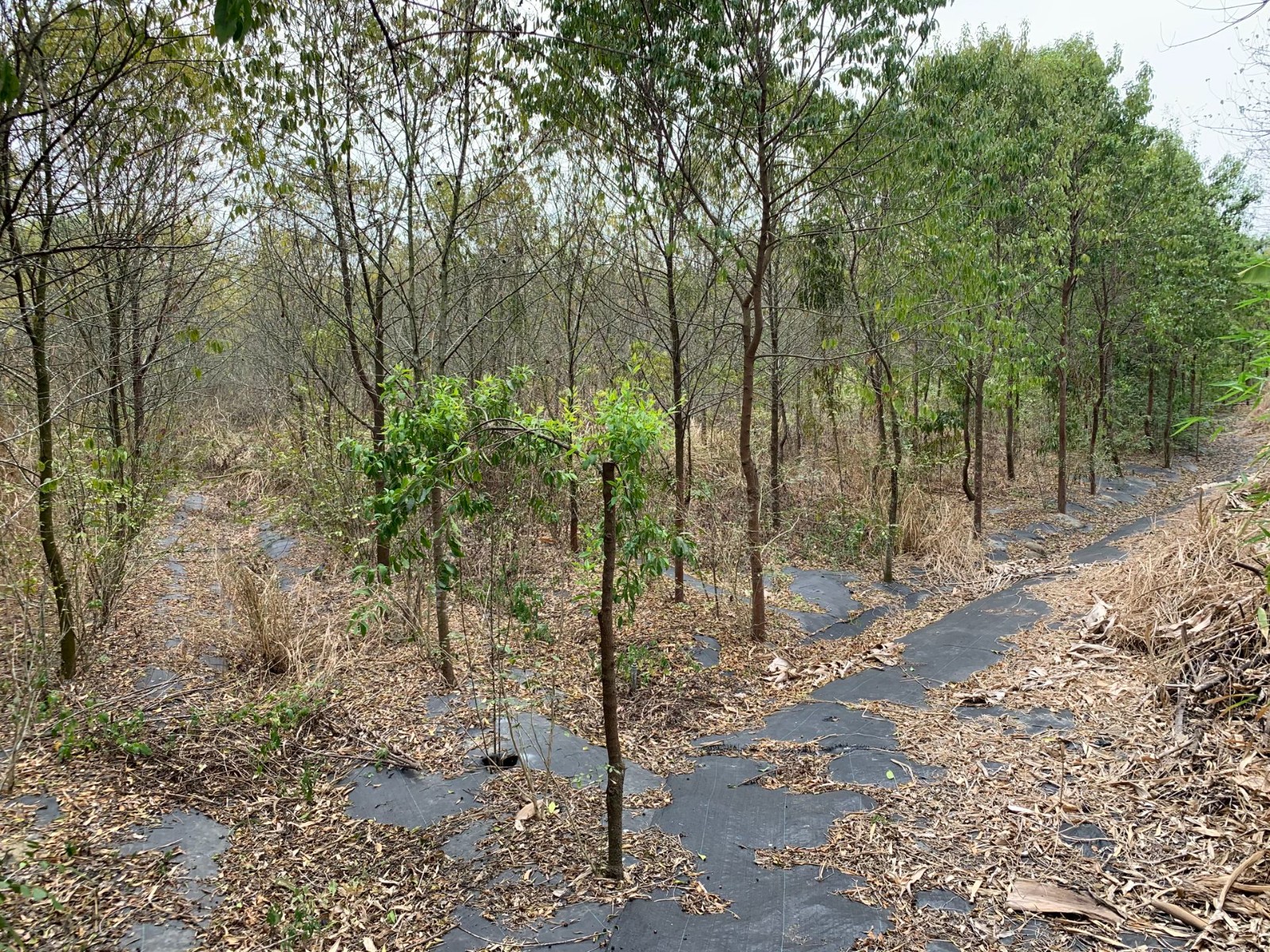 (專)84快速道平坦有水有電5分8農地 台南買屋專家