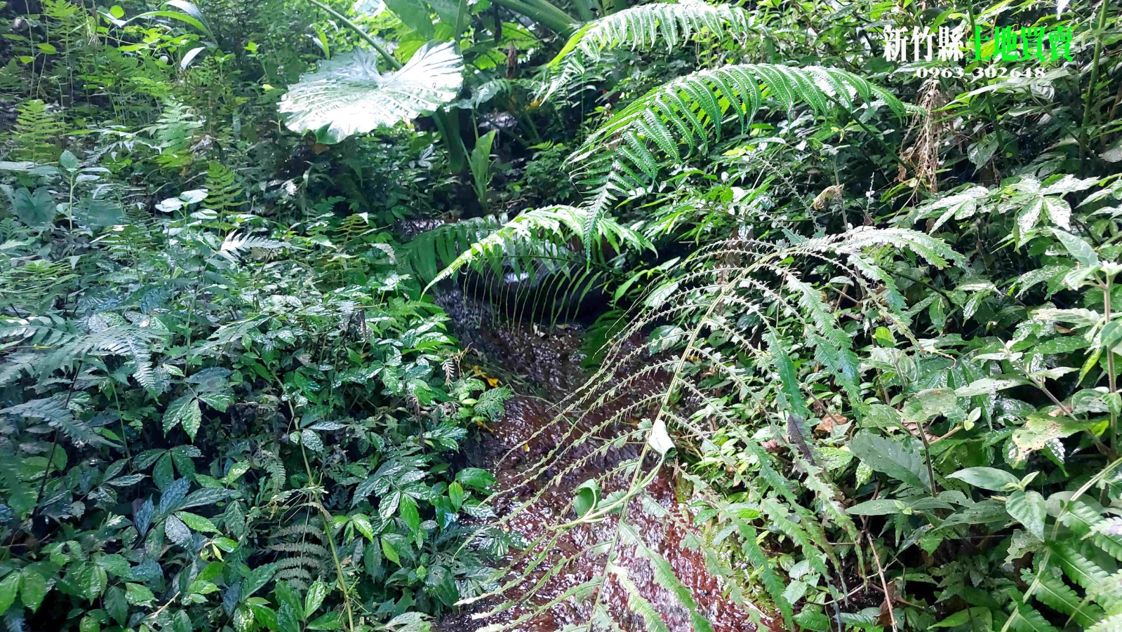 苗栗🌿 三灣｜獅山旁山坳秘境｜泉水農園休閒屋｜農地2202坪｜售價2360萬