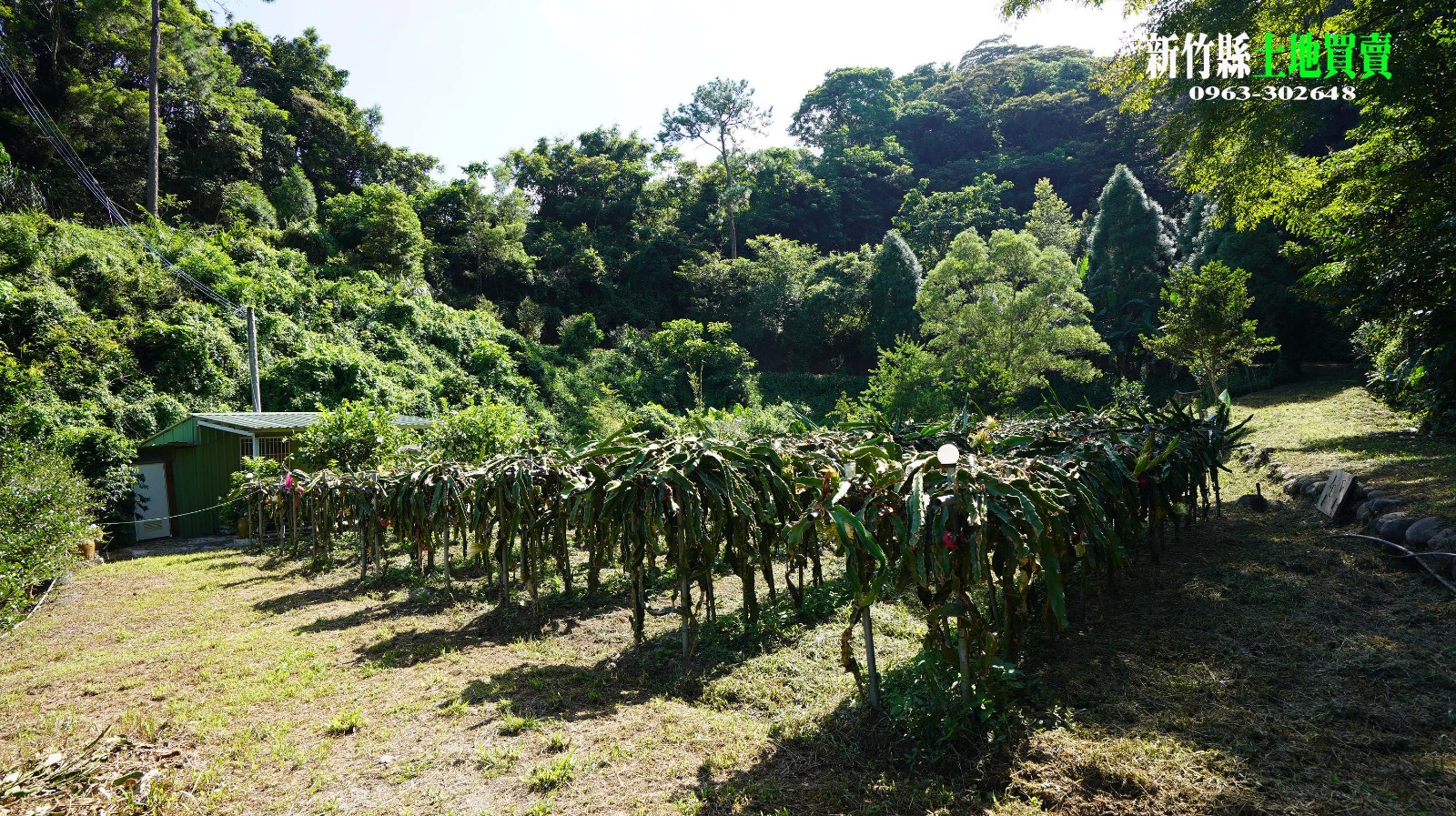 苗栗三灣 崁頂寮 山坳泉水果園1402坪售1180萬