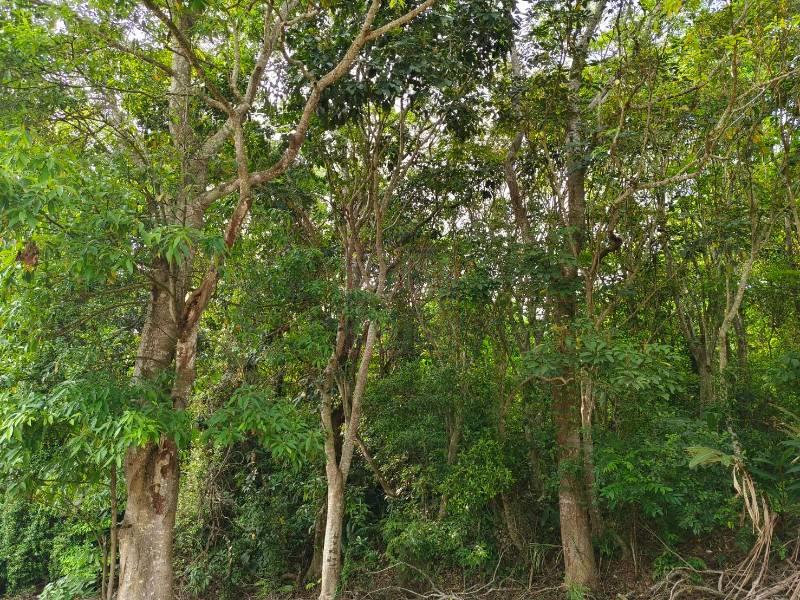 新竹縣峨眉鄉近台三線山坡地 春明地產